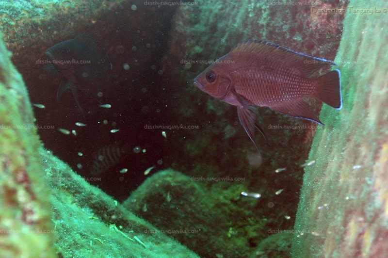 Variabilichromis moorii 'Mtosi'